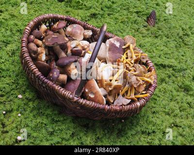 Cestino di funghi con diversi tipi di funghi Foto Stock