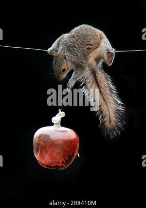 Cheeky UK Squirrel bilanciamento su un filo cercando di ottenere un po 'di seme di uccello da un alimentatore di uccelli Foto Stock