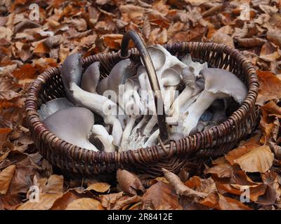 I funghi dell'ostrica sono buoni funghi commestibili che crescono nel tardo inverno autunnale particolarmente sui tronchi vecchi del faggio o sui ceppi dell'albero Foto Stock