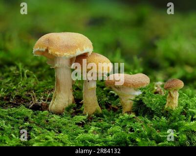 Comunemente noto come fungo del miele (Armillaria mellea), è un fungo basidiomycete del genere Armillaria Foto Stock