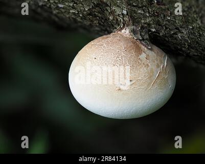 La fomitopsis betulina (precedentemente Piptoporus betulinus), comunemente nota come polipore di betulla, staffa di betulla, o strop di rasoio, è una staffa comune Foto Stock