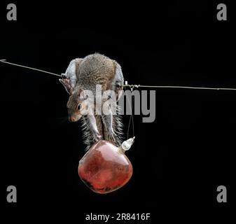 Cheeky UK Squirrel bilanciamento su un filo cercando di ottenere un po 'di seme di uccello da un alimentatore di uccelli Foto Stock