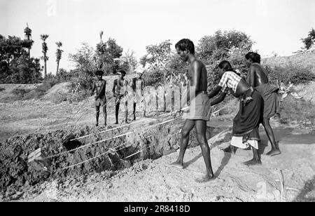 Foto in bianco e nero, irrigazione tradizionale convenzionale con una latta, Tamil Nadu, India, Asia Foto Stock