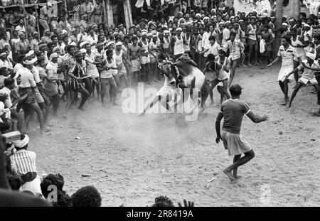 Foto in bianco e nero, Jallikattu o bull Taming durante il festival Pongal ad Alanganallur vicino Madurai, Tamil Nadu, India, Asia Foto Stock