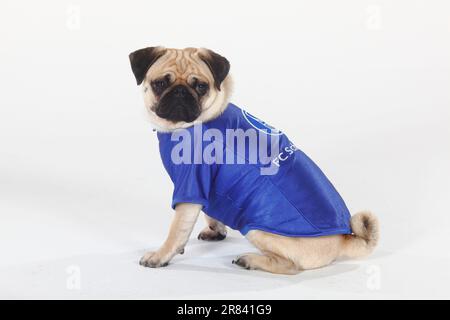 PUG, maglia da calcio, abbigliamento per cani, laterale Foto Stock