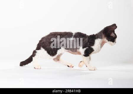 Devon Rex gatto, nero-fumo-bianco, lato Foto Stock