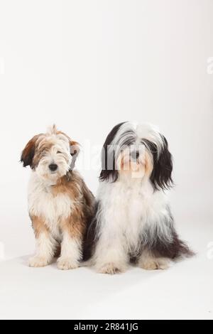 Tibetan Terrier con cucciolo, 4 mesi Foto Stock