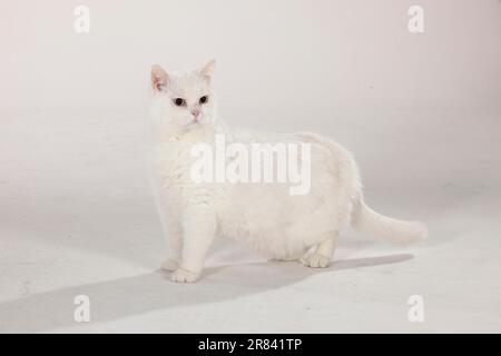 Gatto shorthair britannico, maschio, bianco, con occhio blu, BKH Foto Stock