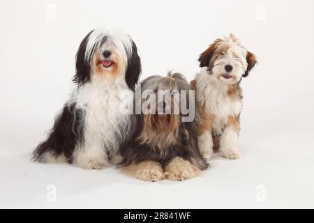 Tibetan Terrier con cucciolo, 4 mesi Foto Stock