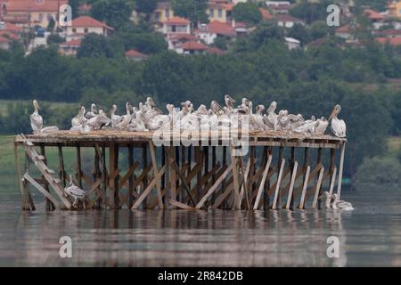 Pellicani dalmati (Pelecanus crispus), Lago Kerkini, piattaforma di nidificazione, colonia di riproduzione, Grecia Foto Stock