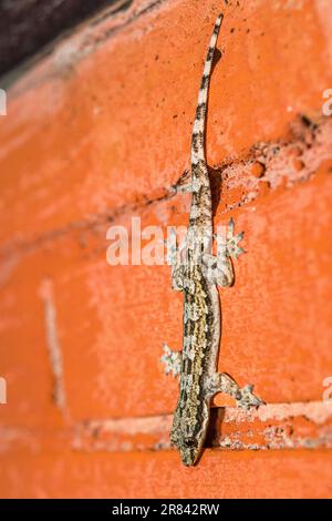 Il geco a coda piatta (Hemidactylus platyurus), noto anche come geco della casa fritta o geco della casa asiatica, è una specie di Gekkonidae. Foto Stock