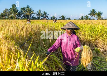 Terrazze di riso Jatiluwih, patrimonio mondiale dell'UNESCO a Bali, Indonesia, donna, contadina, raccolta di riso. Foto Stock