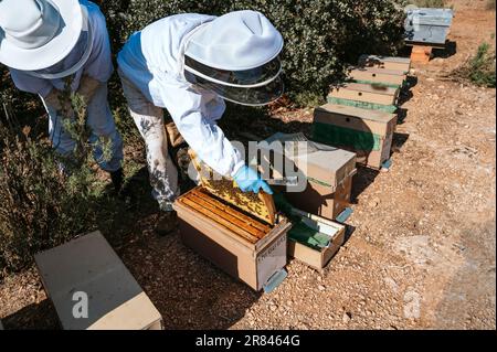 Apicoltori che lavorano negli alveari Foto Stock