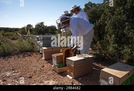 Apicoltori che lavorano negli alveari Foto Stock