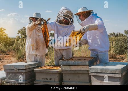 Apicoltori che lavorano negli alveari Foto Stock