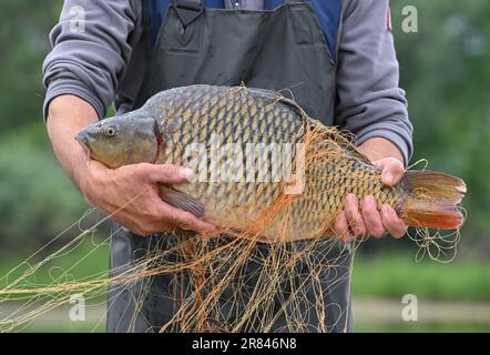 Schwedt, Germania. 19th giugno, 2023. Lutz Zimmermann, pescatore, ha pescato una grande carpa scalata con una rete fissa durante una prova di pesca sul Schwedter Querfahrt sul confine tedesco-polacco fiume Oder nel Parco Nazionale della bassa Valle dell'Oder. Anche l'europarlamentare Neumann e il ministro dell'ambiente del Brandeburgo Vogel hanno partecipato alla pesca di prova. Quasi un anno dopo il devastante disastro ambientale e il suo primo viaggio all'Oder, Neumann è ancora una volta in giro lungo il fiume. Credit: Patrick Pleul/dpa/Alamy Live News Foto Stock