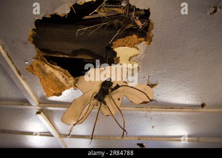 Un buco nel soffitto di una fattoria abbandonata sulle rive del fiume Yakima vicino a Cle Elum, Washington. Foto Stock