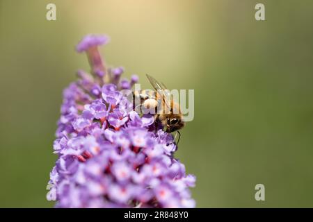 Un'ape con un sacco di polline si appoggia su un fiore viola farfalla cespuglio Foto Stock