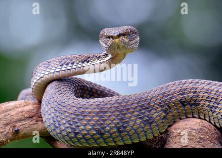 Vipera di buca di mangrovie ( Trimeresurus purpureomaculatus ) su un ramo di albero Foto Stock