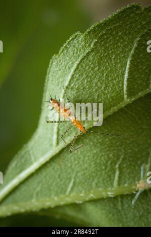 Insetto ninfa insetto insetto Assassin riposa su foglia verde Foto Stock