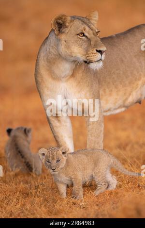 La leonessa è diffidente di qualsiasi potenziale pericolo. OL Pejeta conservancy, Kenya: ADORABILI immagini dei cuccioli di leone più cutest? prima uscita nel selvaggio, sotto la th Foto Stock