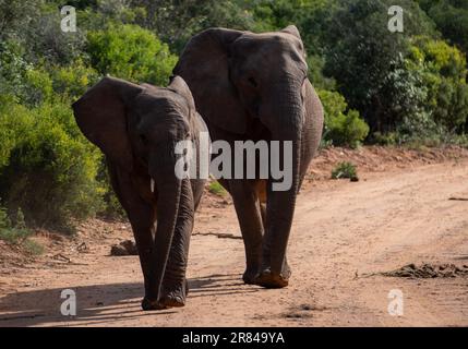 Elefanti sincronizzati. Due elefanti femminili che camminano insieme sul circuito di Gorah nel Parco Nazionale degli Elefanti di Addo Foto Stock