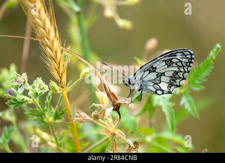 Strandja mountians Bulgaria 19 giugno 2023: Fauna Marble White Butterfly (Melanargia galathea) e samll Skipper Butterfly (Thymelius sylvestris) :Clifford Norton Alamy Credit: Clifford Norton/Alamy Live News Foto Stock