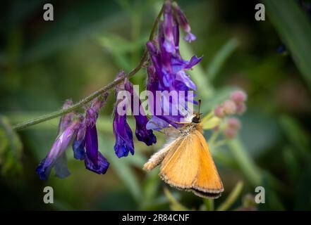 Strandja mountians Bulgaria 19 giugno 2023: Fauna Marble White Butterfly (Melanargia galathea) e samll Skipper Butterfly (Thymelius sylvestris) :Clifford Norton Alamy Credit: Clifford Norton/Alamy Live News Foto Stock