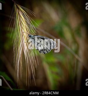 Strandja mountians Bulgaria 19 giugno 2023: Fauna Marble White Butterfly (Melanargia galathea) e samll Skipper Butterfly (Thymelius sylvestris) :Clifford Norton Alamy Credit: Clifford Norton/Alamy Live News Foto Stock