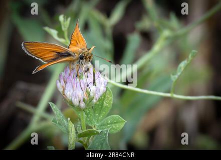Strandja mountians Bulgaria 19 giugno 2023: Fauna Marble White Butterfly (Melanargia galathea) e samll Skipper Butterfly (Thymelius sylvestris) :Clifford Norton Alamy Credit: Clifford Norton/Alamy Live News Foto Stock