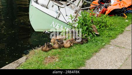 Londra - 05 28 2022: Gruppo di anatre lungo il Canal Grande Union vicino ad una barca che affondò Foto Stock