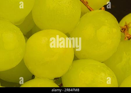 Primo piano di uve verdi fresche. Uve verdi mature. Primo piano di uve verdi fresche con gocce d'acqua. Immagine macro orizzontale Foto Stock