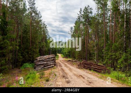 Pile di tronchi si trovano lungo una strada forestale vicino a un sito di disboscamento Foto Stock
