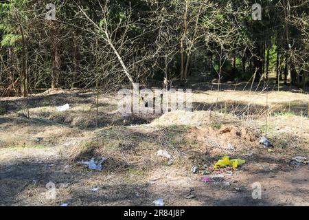 Sporca radura forestale inquinata dai rifiuti domestici nella foresta. Concetto: Inquinamento ambientale, disastro ambientale, spazzatura. Foto Stock