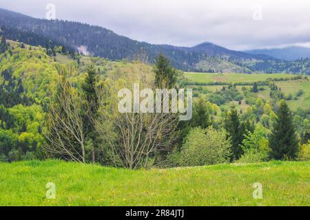 forested landscape of ukrainian mountains. carpathian countryside scenery in spring season Foto Stock