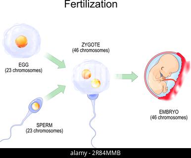 Concimazione. Concimazione. Lo zigote è uovo più sperma. Fusione di due gameti aploidi per formare uno zigote diploide poi embrione. illustrazione vettoriale. Biolo Illustrazione Vettoriale