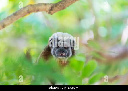 Tamarin cotone per adulti, oedipus Saguinus, seduto su un albero in Colombia Foto Stock