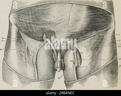 «Un sistema di anatomia umana generale e speciale» (1847) Foto Stock