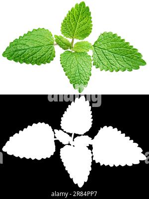 Foglie di menta fresca cruda o di melissa isolate su sfondo bianco con maschera di ritaglio (canale alfa) per un rapido isolamento. Profondità di campo completa. Foto Stock