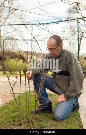 Il giardiniere caucasico potando arbusto di rosa al tempo di primavera del cortile Foto Stock