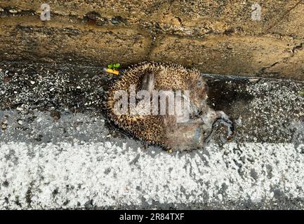 Hedgehog morto sulla strada Foto Stock