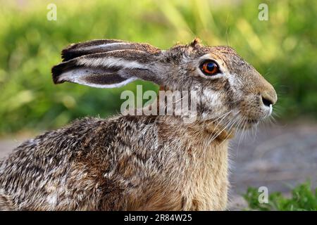 Ritratto ravvicinato di lepre selvatica con erba e percorso sullo sfondo Foto Stock