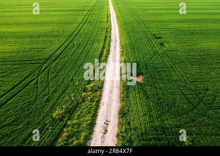 Strada sterrata tra due campi di erba di grano in primavera dal drone pov, ripresa aerea vista ad angolo alto Foto Stock