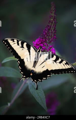 Femmina Eastern Tiger Swallowtail, forma leggera, Papilio glaucus, nella famiglia Papilionidae che si nuda da un cespuglio di farfalle viola. Vista dall'alto. Foto Stock