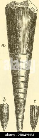 'Elemente der paleontologie. (Palaeozoologie.)» (1884) Foto Stock