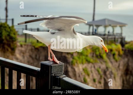 Il gabbiano decollo. Uccello gabbiano appollaiato sul palo di recinzione nero al parco pubblico. Gabbiano bianco pronto a sorvolare Pismo Beach a San Luis Obispo Bay, California. Foto Stock