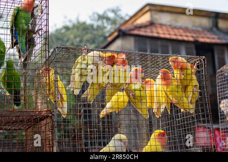 Immagine di vari uccelli multicolore in una gabbia. Vendita di uccelli in gabbia apertamente alla fiera locale di Galiff Street, Kolkata. Foto Stock