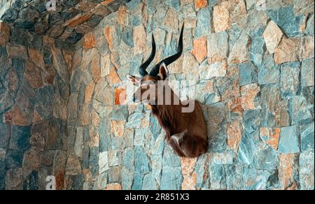 Testa di animali sul muro Foto Stock