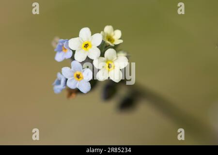 Cambiare dimenticare-me-non, Myosotis scoloror, primo piano della testa di fiore, Sussex, maggio Foto Stock