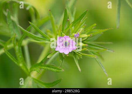Carro a foglie tagliate, Geranium dissectum, fiori selvatici, Sussex, Regno Unito, Maggio Foto Stock